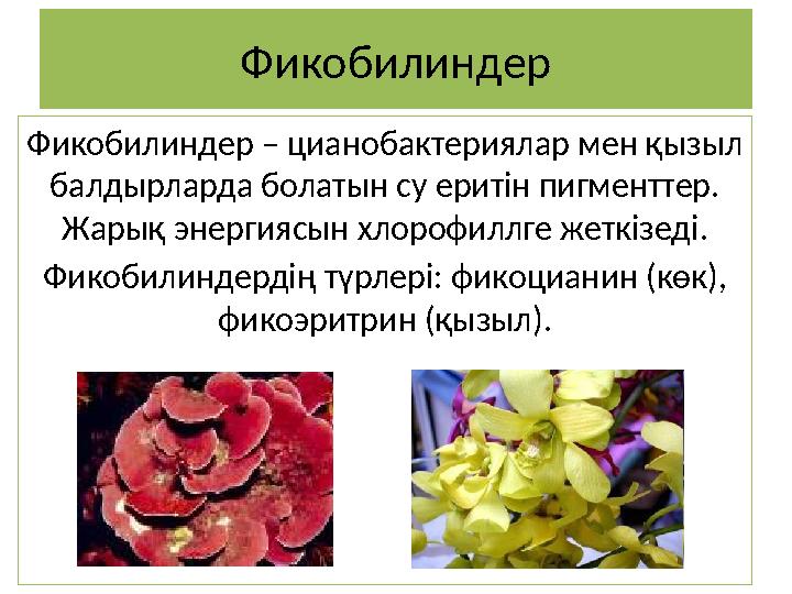 Фикобилиндер Фикобилиндер – цианобактериялар мен қызыл балдырларда болатын су еритін пигменттер. Жарық энергиясын хлорофиллге