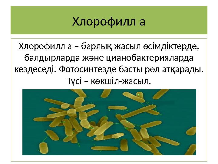 Хлорофилл a Хлорофилл a – барлық жасыл өсімдіктерде, балдырларда және цианобактерияларда кездеседі. Фотосинтезде басты рөл атқ