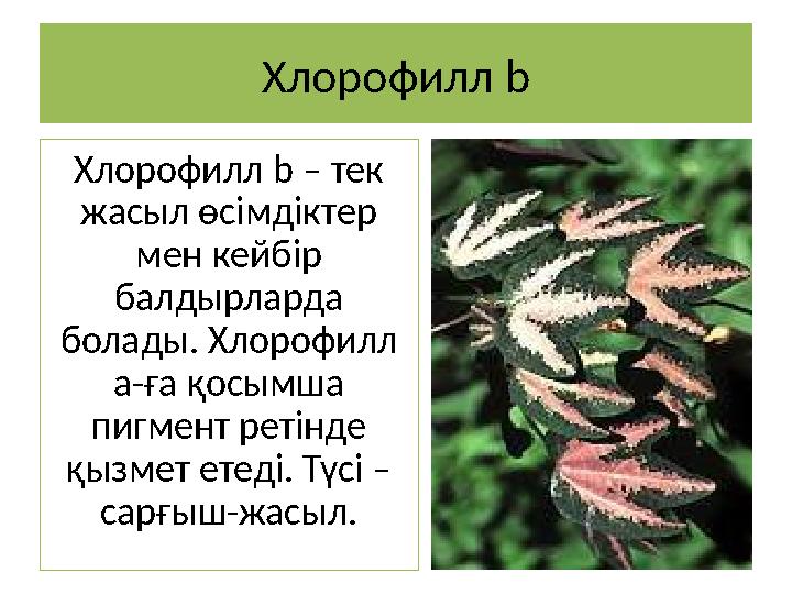 Хлорофилл b Хлорофилл b – тек жасыл өсімдіктер мен кейбір балдырларда болады. Хлорофилл a-ға қосымша пигмент ретінде қызм