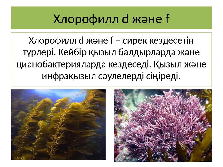 Хлорофилл d және f Хлорофилл d және f – сирек кездесетін түрлері. Кейбір қызыл балдырларда және цианобактерияларда кездеседі.