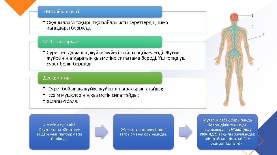 •Оқушыларға тақырыпқа байланысты суреттердің қима қағаздары беріледі. «Мозайка» әдісі. •Суреттегі адамның жүйке жүйесі жайлы