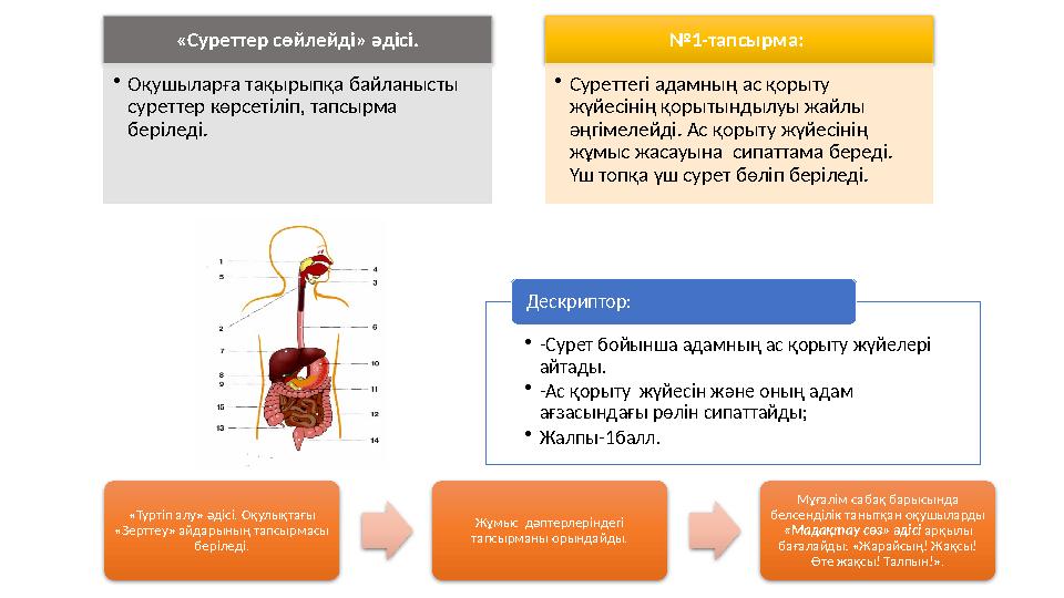 «Суреттер сөйлейді» әдісі. •Оқушыларға тақырыпқа байланысты суреттер көрсетіліп, тапсырма беріледі. №1-тапсырма: •Сурет