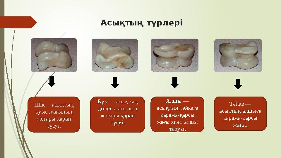 Асықтың түрлері Шік— асықтың қуыс жағының жоғары қарап түсуі. . Бүк — асықтың дөңес жағының жоғары қарап түсуі. Алшы — а