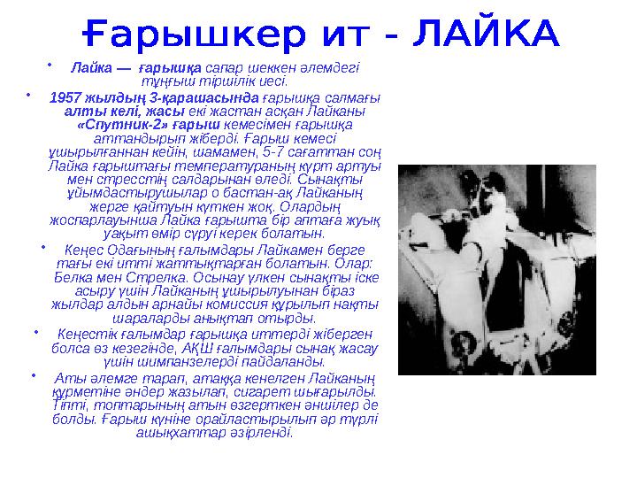 •Лайка — ғарышқа сапар шеккен әлемдегі тұңғыш тіршілік иесі. •1957 жылдың 3-қарашасында ғарышқа салмағы алты келі, жасы екі ж