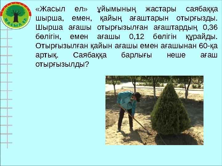«Жасыл ел» ұйымының жастары саябаққа шырша, емен, қайың ағаштарын отырғызды. Шырша ағашы отырғызылған ағаштардың 0,36 бөлігін