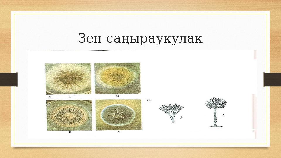 Зен саңыраукулак