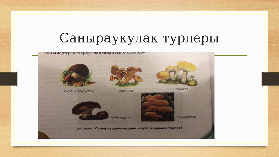 Саныраукулак турлеры