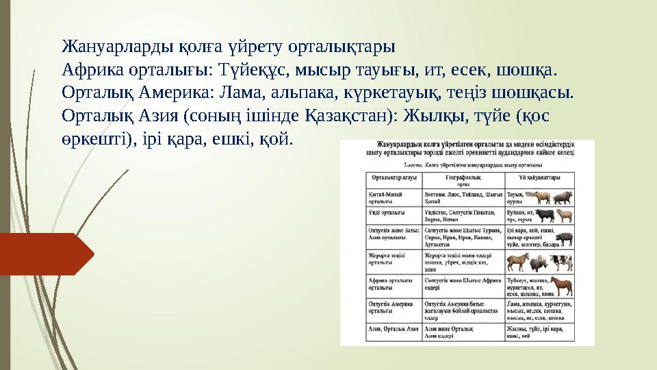 Жануарларды қолға үйрету орталықтары Африка орталығы: Түйеқұс, мысыр тауығы, ит, есек, шошқа. Орталық Америка: Лама, альпака, к