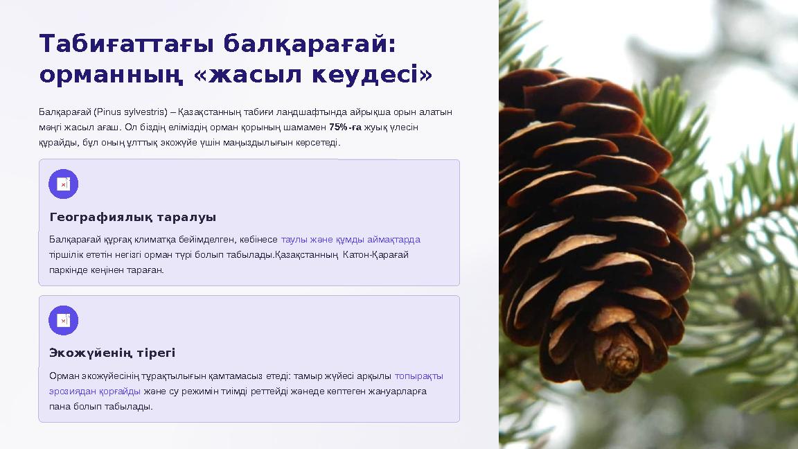 Табиғаттағы балқарағай: орманның «жасыл кеудесі» Балқарағай (Pinus sylvestris) – Қазақстанның табиғи ландшафтында айрықша орын