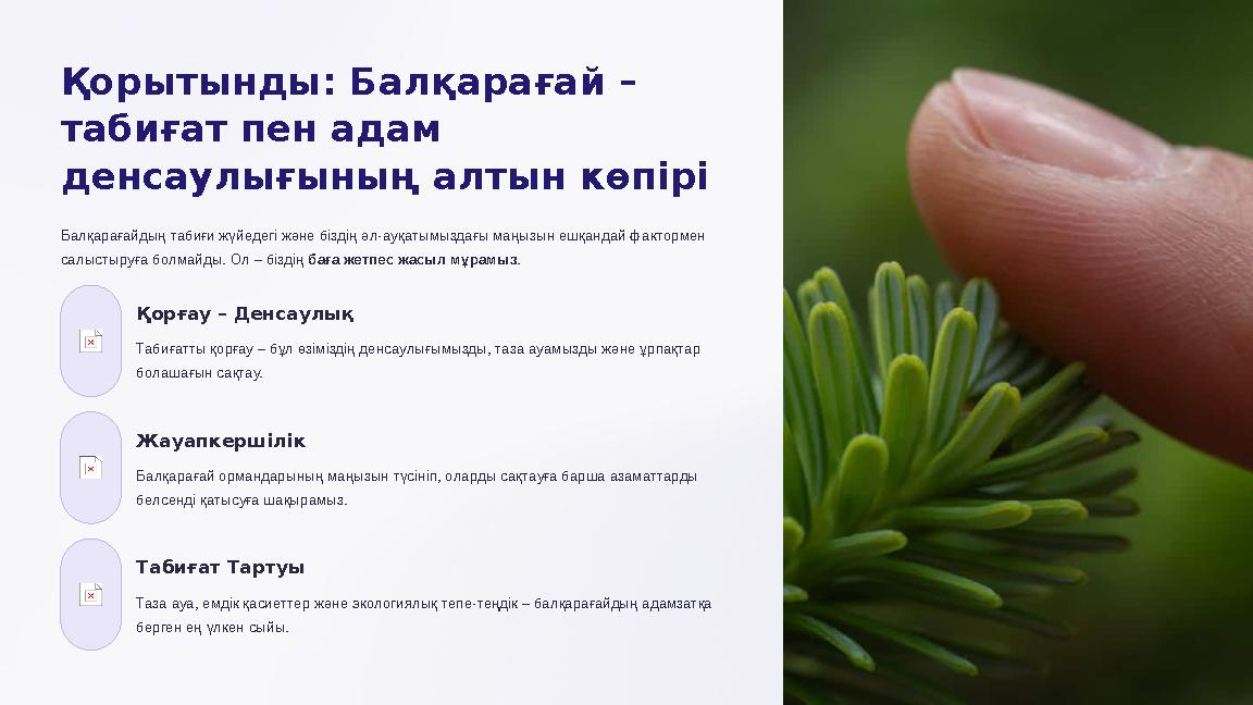 Қорытынды: Балқарағай – табиғат пен адам денсаулығының алтын көпірі Балқарағайдың табиғи жүйедегі және біздің әл-ауқатымыздағы