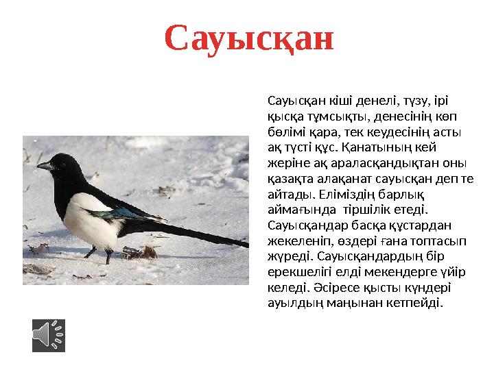 Сауысқан Сауысқан кіші денелі, түзу, ірі қысқа тұмсықты, денесінің көп бөлімі қара, тек кеудесінің асты ақ түсті құс. Қанатын