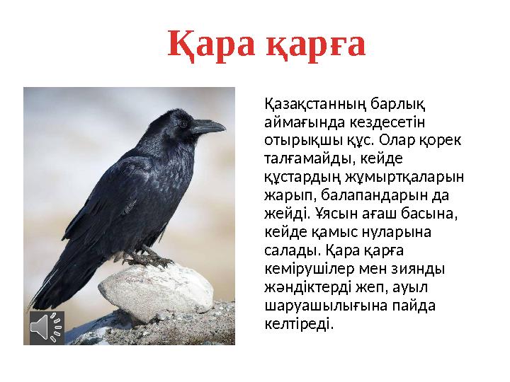 Қара қарға Қазақстанның барлық аймағында кездесетін отырықшы құс. Олар қорек талғамайды, кейде құстардың жұмыртқаларын жа