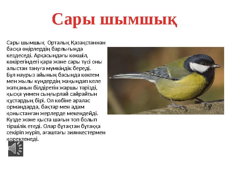 Сары шымшық Сары шымшық Орталық Қазақстаннан басқа өңірлердің барлығында кездеседі. Арқасындағы көкшіл, көкірегіндегі қара