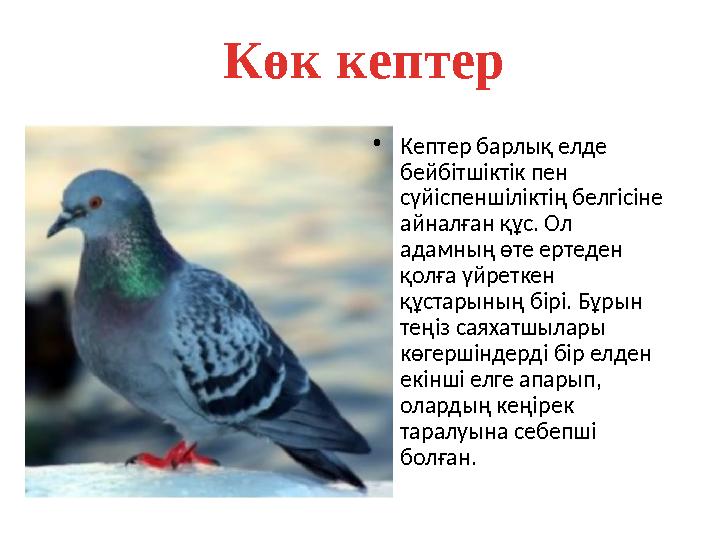 •Кептер барлық елде бейбітшіктік пен сүйіспеншіліктің белгісіне айналған құс. Ол адамның өте ертеден қолға үйреткен құст