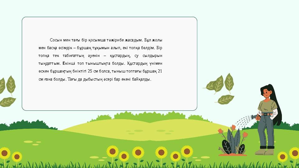 Сосын мен тағы бір қосымша тәжірибе жасадым. Бұл жолы мен басқа өсімдік – бұршақ тұқымын алып, екі топқа бөлдім. Бір топқа тек