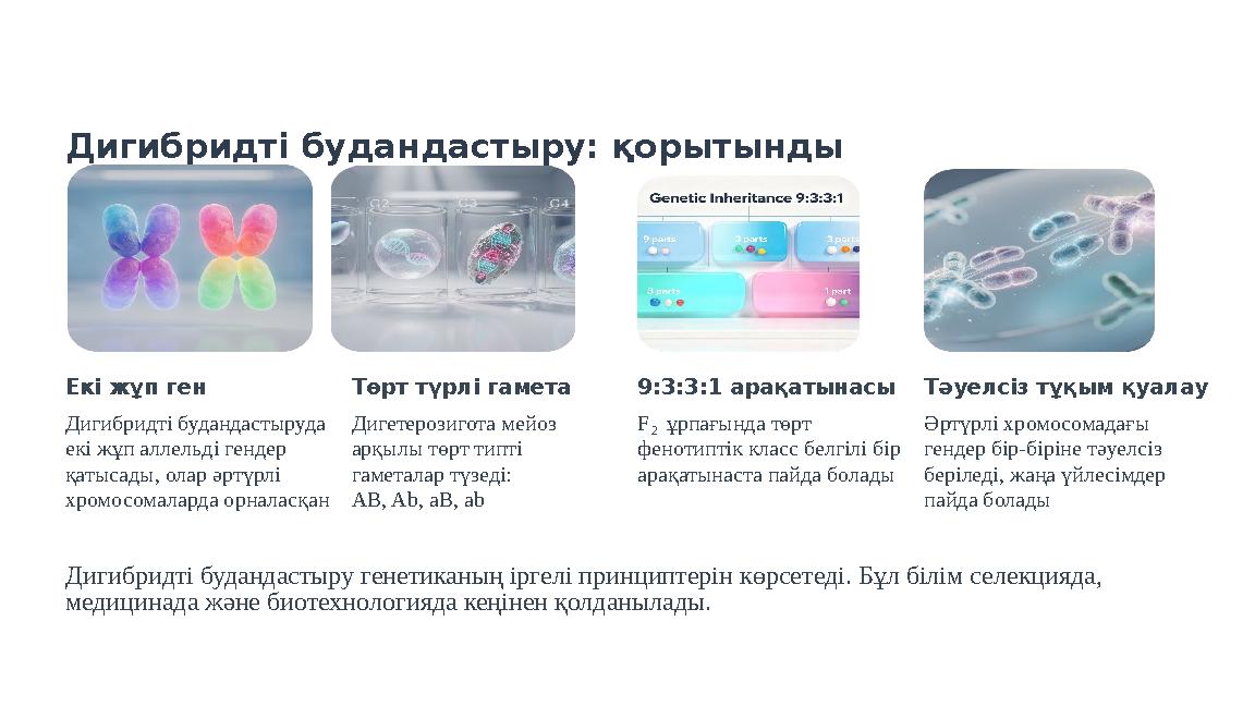 Дигибридті будандастыру: қорытынды Екі жұп ген Дигибридті будандастыруда екі жұп аллельді гендер қатысады, олар әртүрлі хромо