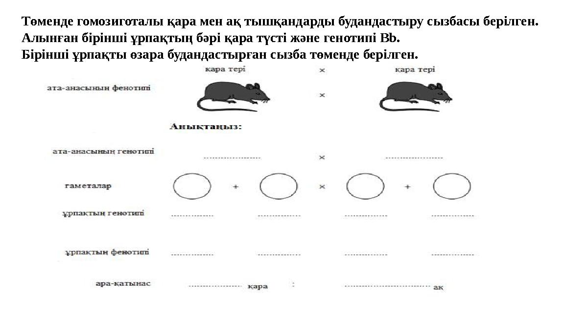 Төменде гомозиготалы қара мен ақ тышқандарды будандастыру сызбасы берілген. Алынған бірінші ұрпақтың бәрі қара түсті және геноти