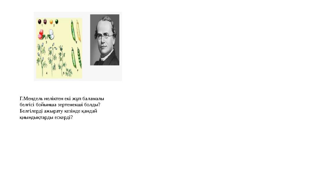 Г.Мендель неліктен екі жұп баламалы белгісі бойынша зертемекші болды? Белгілерді ажырату кезінде қандай қиындықтарды ескерді?