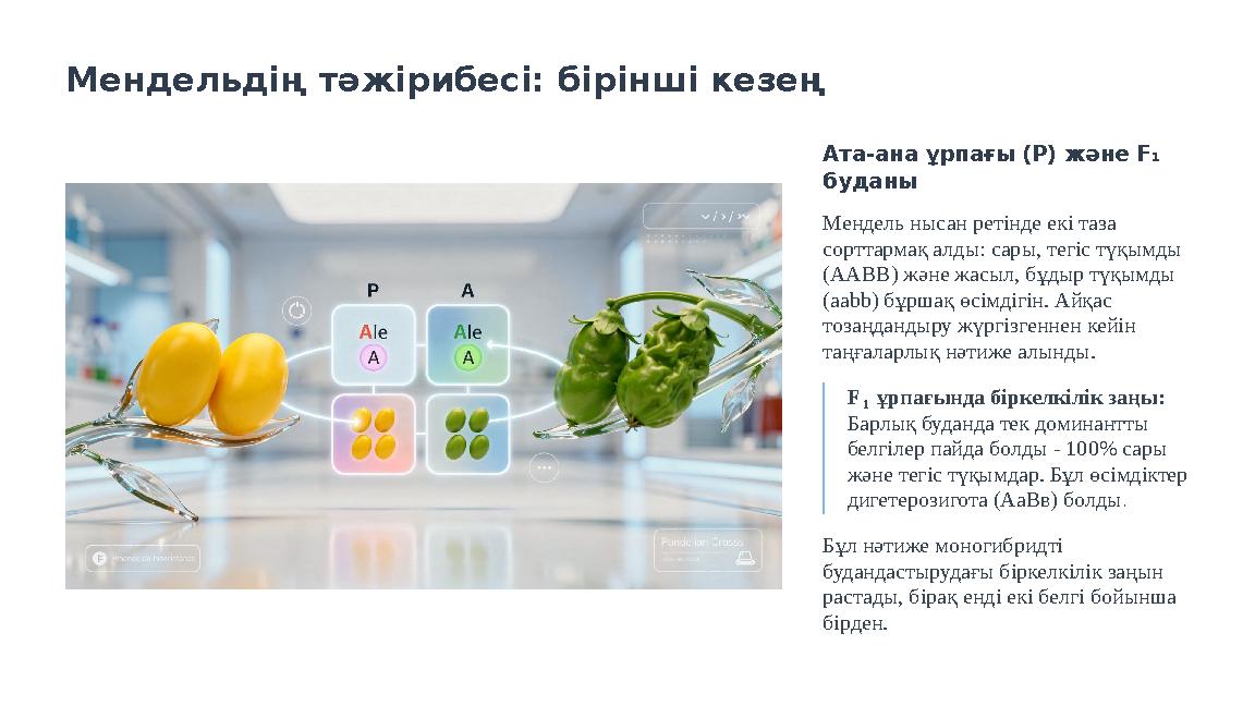 Мендельдің тәжірибесі: бірінші кезең Ата-ана ұрпағы (P) және F₁ буданы Мендель нысан ретінде екі таза сорттармақ алды: сары, т