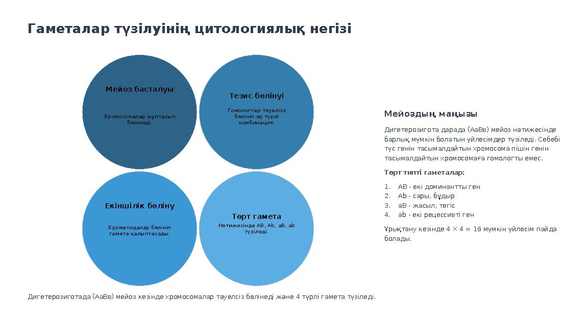 Гаметалар түзілуінің цитологиялық негізі Мейоз басталуы Хромосомалар жұптасып бөлінеді. Тезис бөлінуі Гомологтар тәуелсіз бөлі
