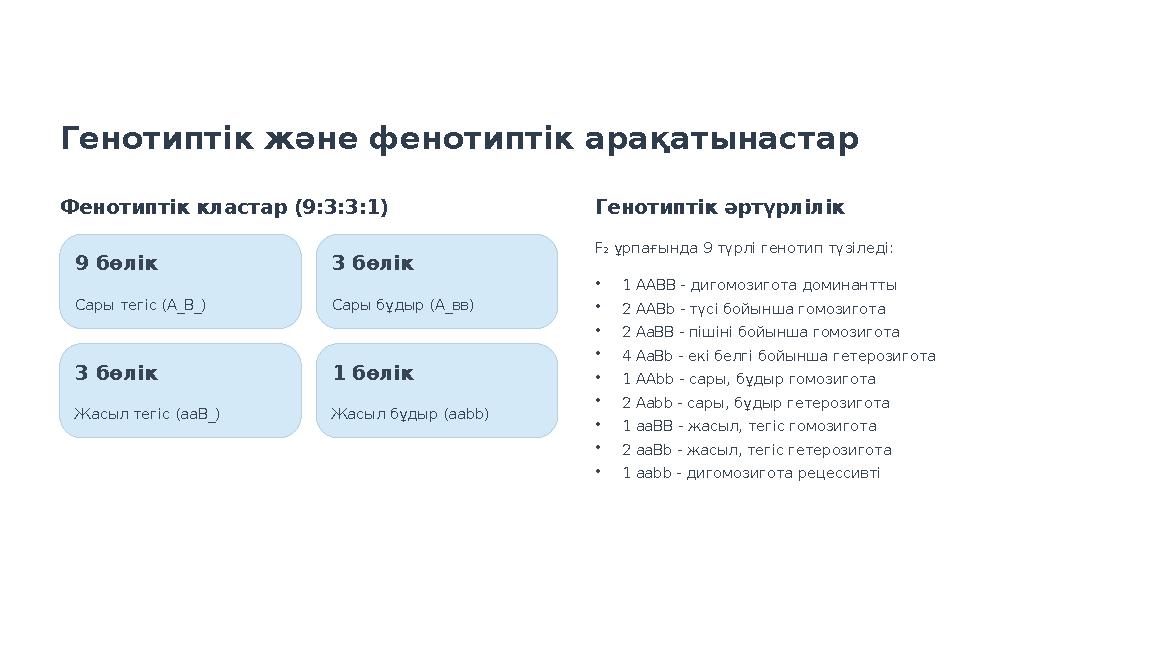 Генотиптік және фенотиптік арақатынастар Фенотиптік кластар (9:3:3:1) 9 бөлік Сары тегіс (А_В_) 3 бөлік Сары бұдыр (А_вв) 3 бөлі