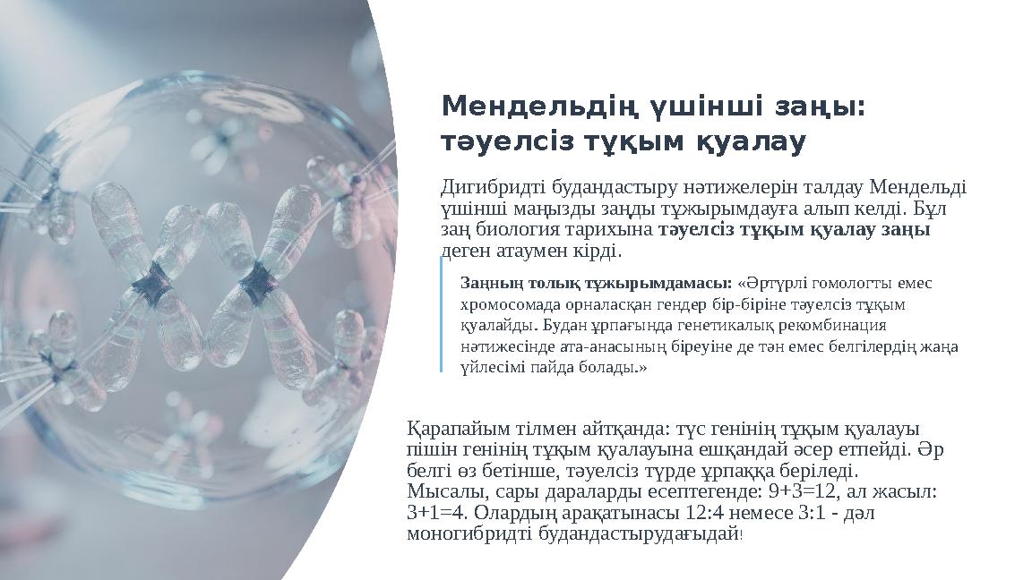 Мендельдің үшінші заңы: тәуелсіз тұқым қуалау Дигибридті будандастыру нәтижелерін талдау Мендельді үшінші маңызды заңды тұжыры