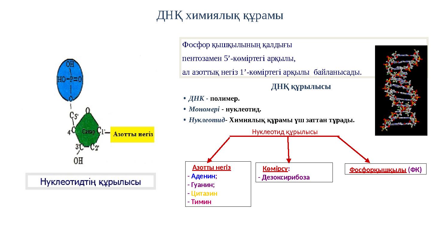 ДНҚ химиялық құрамы Фосфор қышқылының қалдығы пентозамен 5’-көміртегі арқылы, ал азоттық негіз 1’-көміртегі арқылы байланысад