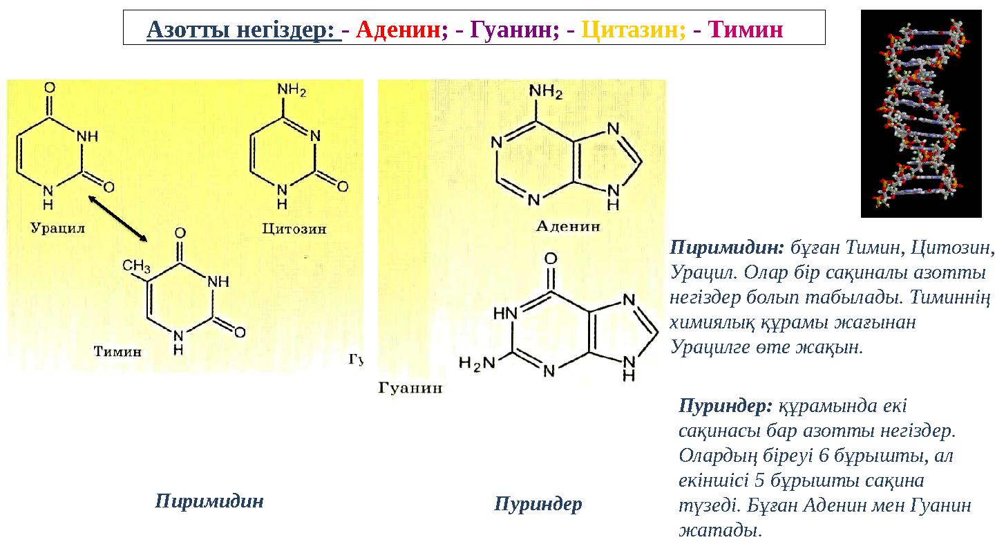 Пиримидин Пуриндер: құрамында екі сақинасы бар азотты негіздер. Олардың біреуі 6 бұрышты, ал екіншісі 5 бұрышты сақина түзед