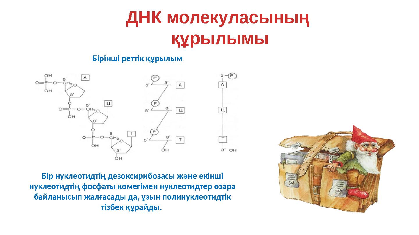 ДНК молекуласының құрылымы Бірінші реттік құрылым Бір нуклеотидтің дезоксирибозасы және екінші нуклеотидтің фосфаты көмегімен