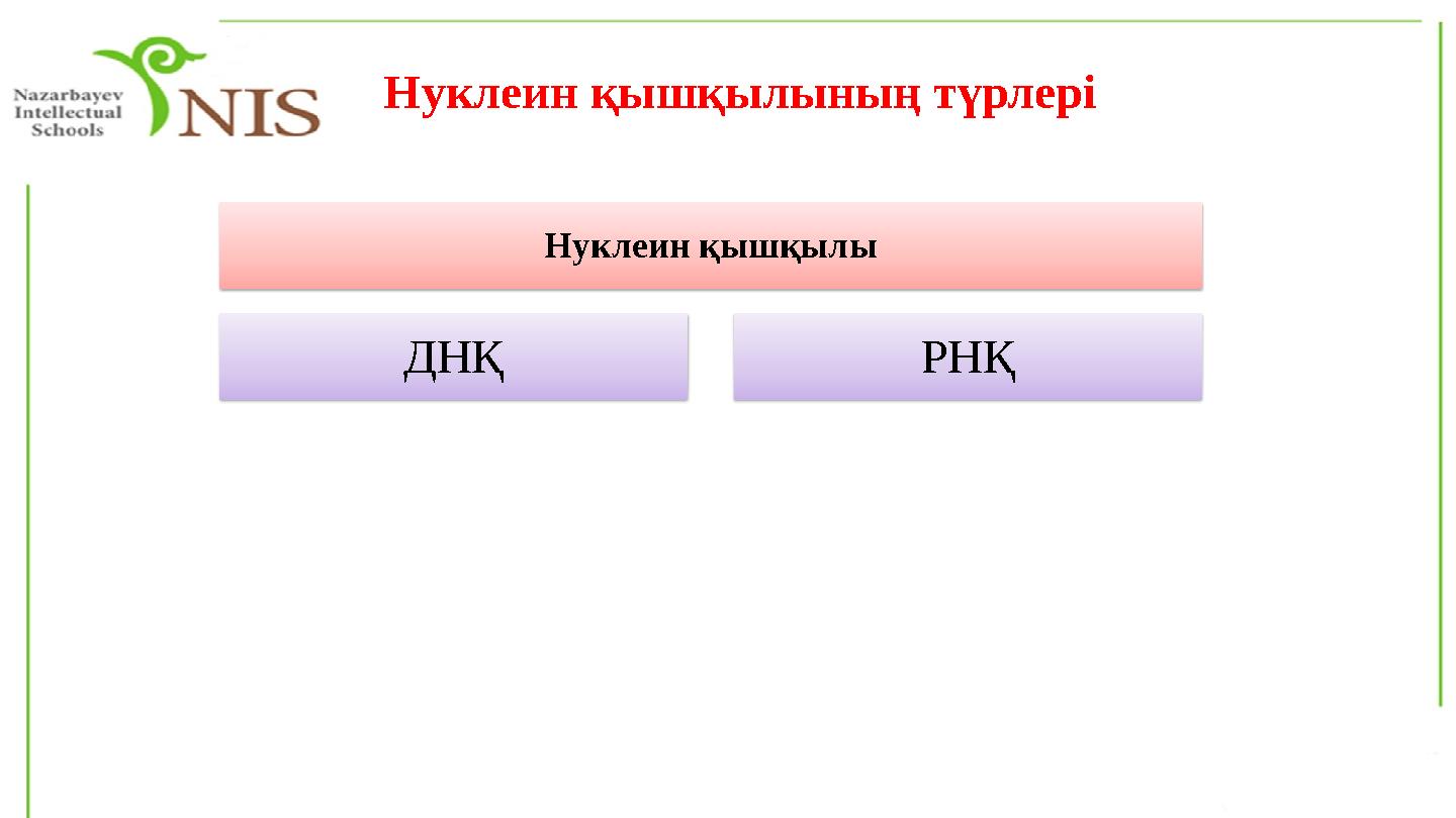 Нуклеин қышқылының түрлері Нуклеин қышқылы ДНҚ РНҚ