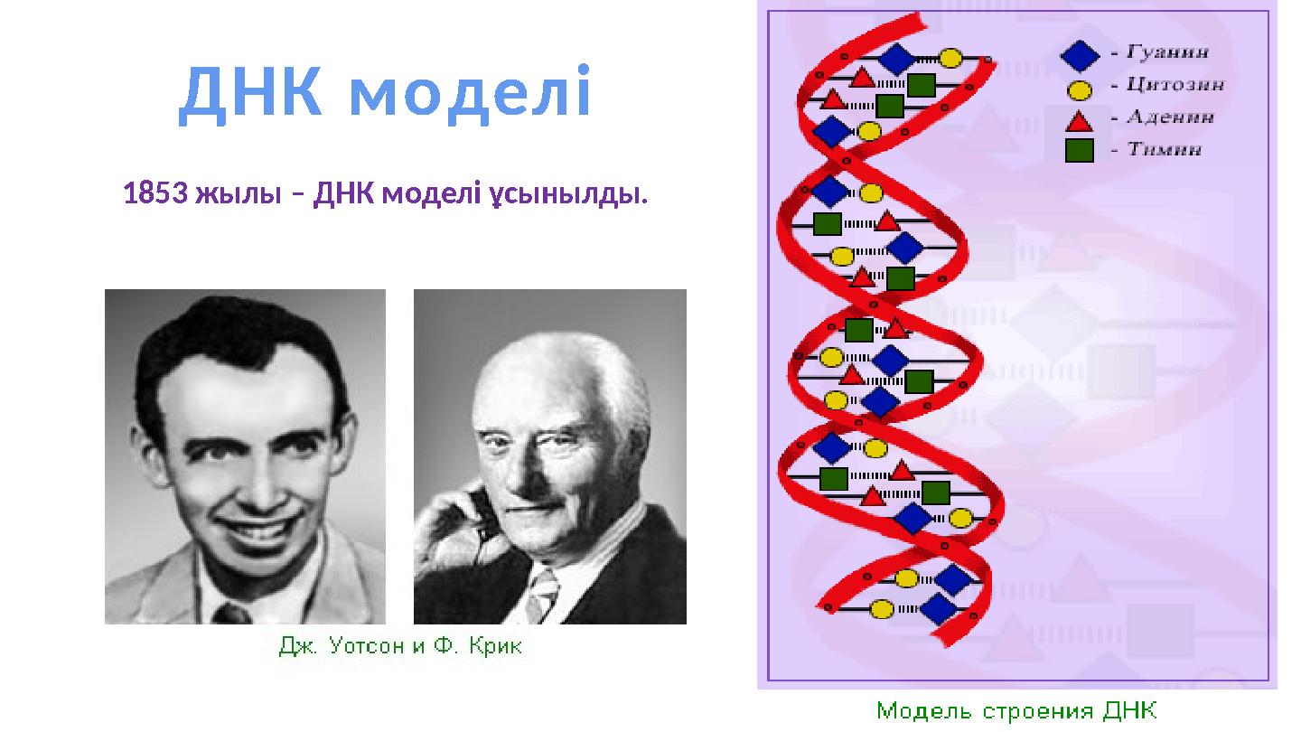 ДНК моделі 1853 жылы – ДНК моделі ұсынылды.