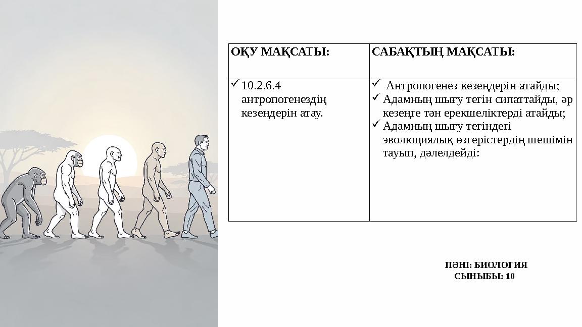 ПӘНІ: БИОЛОГИЯ СЫНЫБЫ: 10 ОҚУ МАҚСАТЫ: САБАҚТЫҢ МАҚСАТЫ: 10.2.6.4 антропогенездің кезеңдерін атау.  Антропогенез кезе