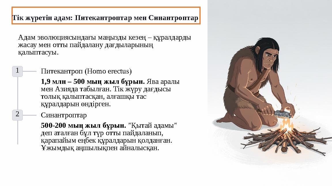 Тік жүретін адам: Питекантроптар мен Синантроптар Адам эволюциясындағы маңызды кезең – құралдарды жасау мен отты пайдалану дағд