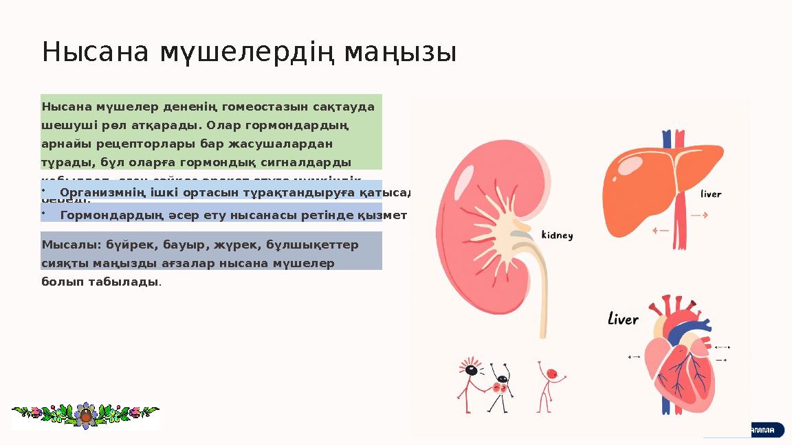 Нысана мүшелердің маңызы Нысана мүшелер дененің гомеостазын сақтауда шешуші рөл атқарады. Олар гормондардың арнайы рецепторлар