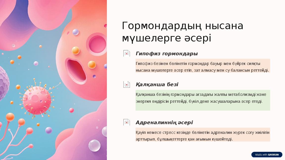 Гормондардың нысана мүшелерге әсері Гипофиз гормондары Гипофиз безінен бөлінетін гормондар бауыр мен бүйрек сияқты нысана мүше