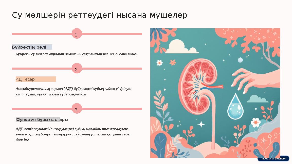 Су мөлшерін реттеудегі нысана мүшелер 1 Бүйректің рөлі Бүйрек – су мен электролит балансын сақтайтын негізгі нысана мүше. 2 АДГ