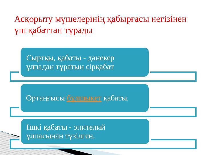 Сыртқы, қабаты - дәнекер ұлпадан тұратын сірқабат Ортаңғысы бұлшықет қабаты, Ішкі қабаты - эпителий ұлпасынан түзілген