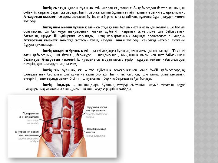 Іштің сыртқы қиғаш бұлшық еті- жалпақ еті, төменгі 8- қабырғадан басталып, мықын сүйектің қырына барып жабысады. Іштің сыртқы