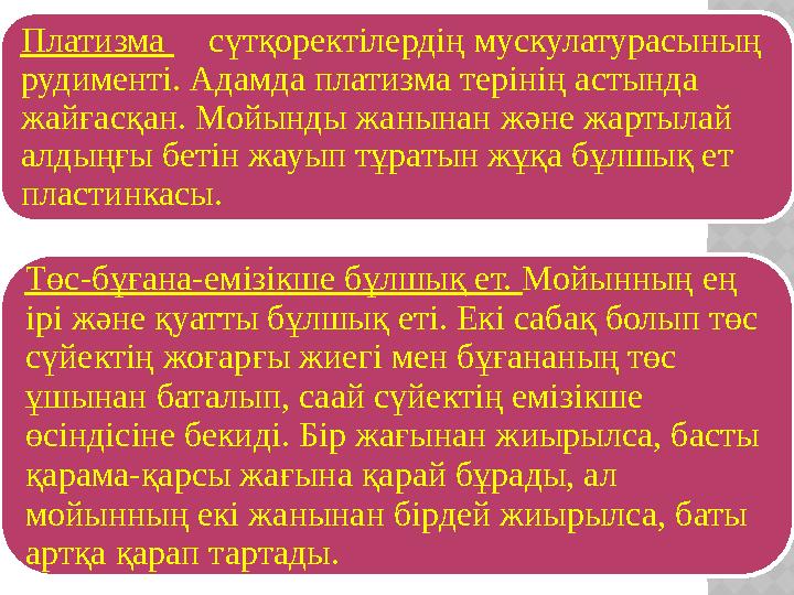 Төс-бұғана-емізікше бұлшық ет. Мойынның ең ірі және қуатты бұлшық еті. Екі сабақ болып төс сүйектің жоғарғы жиегі мен бұғанан