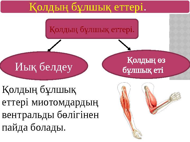 Қолдың бұлшық еттері. Қолдың бұлшық еттері. Иық белдеу Қолдың бұлшық еттері миотомдардың вентральды бөлігінен пайд