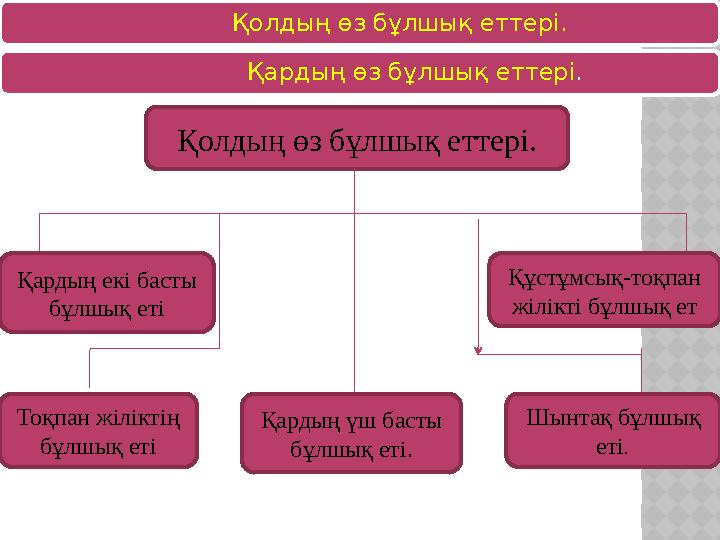 Қолдың өз бұлшық еттері. Қардың өз бұлшық еттері . Қолдың өз бұлшық