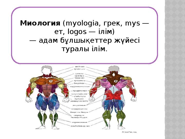 Миология (myologia, грек, mys — ет, logos — ілім) — адам бұлшықеттер жүйесі туралы ілім.