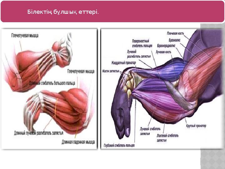 Білектің бұлшық еттері.