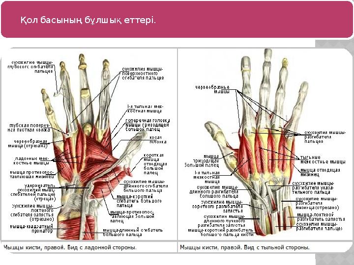 Қол басының бұлшық еттері.