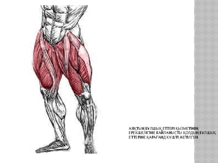 АЯҚТЫҢ БҰЛШЫҚ ЕТТЕРІ ҚЫЗМЕТІНІҢ ЕРЕКШЕЛІГІНЕ БАЙЛАНЫСТЫ ҚОЛДЫҢ БҰЛШЫҚ ЕТТЕРІНЕ ҚАРАҒАНД КҮШТІ ЖЕТІЛГЕН .