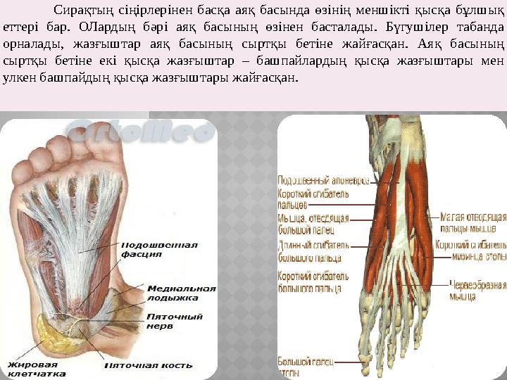 Сирақтың сіңірлерінен басқа аяқ басында өзінің меншікті қысқа бұлшық еттері бар. ОЛардың бәрі аяқ басының өзінен басталады. Бү