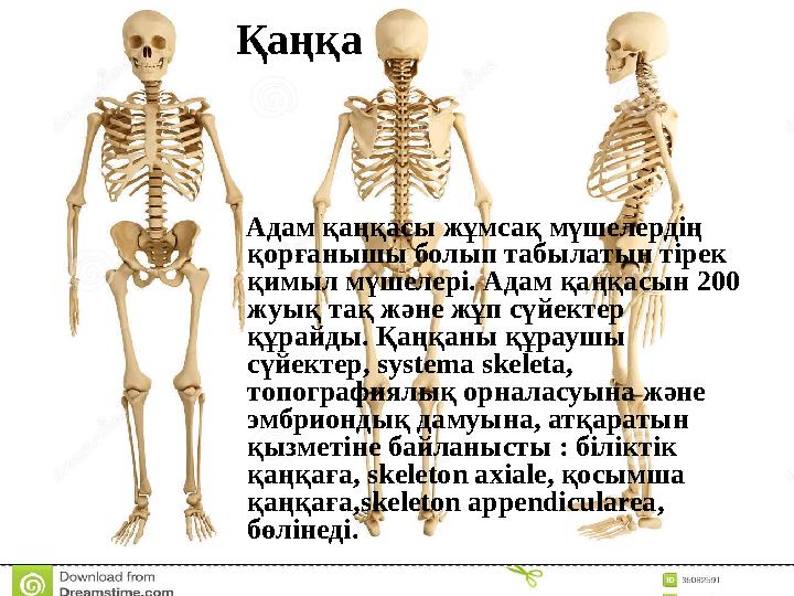 Қаңқа Адам қаңқасы жұмсақ мүшелердің қорғанышы болып табылатын тірек қимыл мүшелері. Адам қаңқасын 200 жуық тақ және жұп