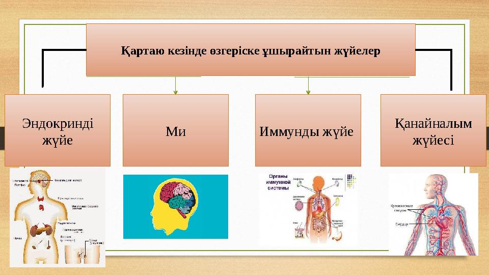 Қартаю кезінде өзгеріске ұшырайтын жүйелер Эндокринді жүйе Ми Иммунды жүйе Қанайналым жүйесі