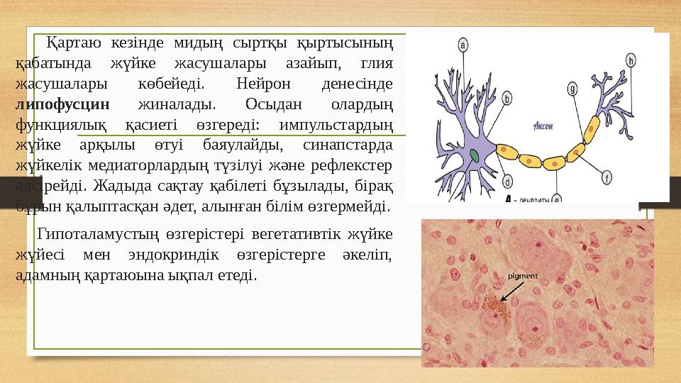 Қартаю кезінде мидың сыртқы қыртысының қабатында жүйке жасушалары азайып, глия жасушалары көбейеді. Нейрон денесінде липофус