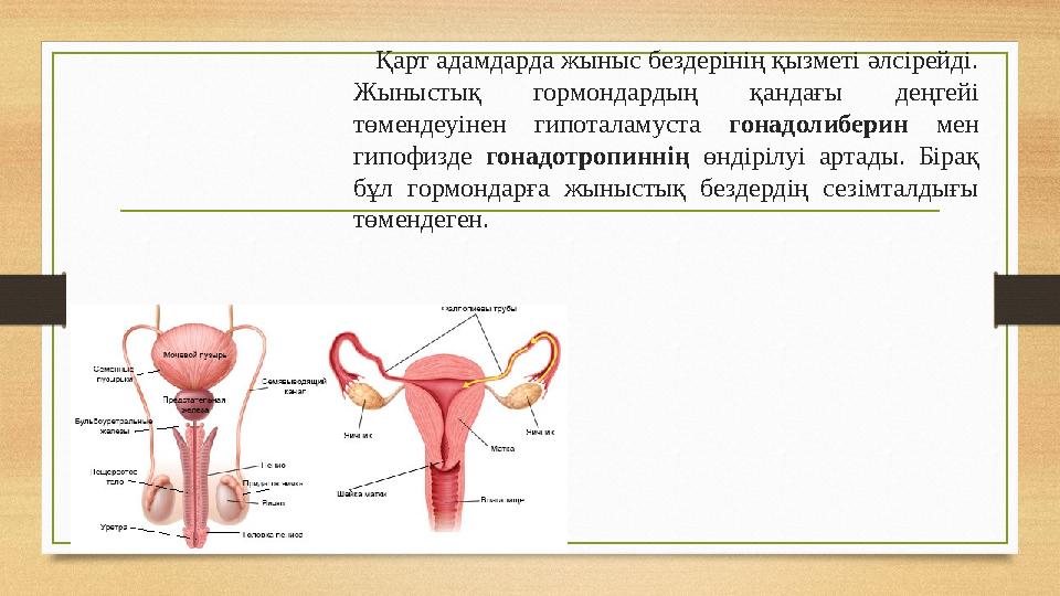 Қарт адамдарда жыныс бездерінің қызметі әлсірейді. Жыныстық гормондардың қандағы деңгейі төмендеуінен гипоталамуста гонадоли